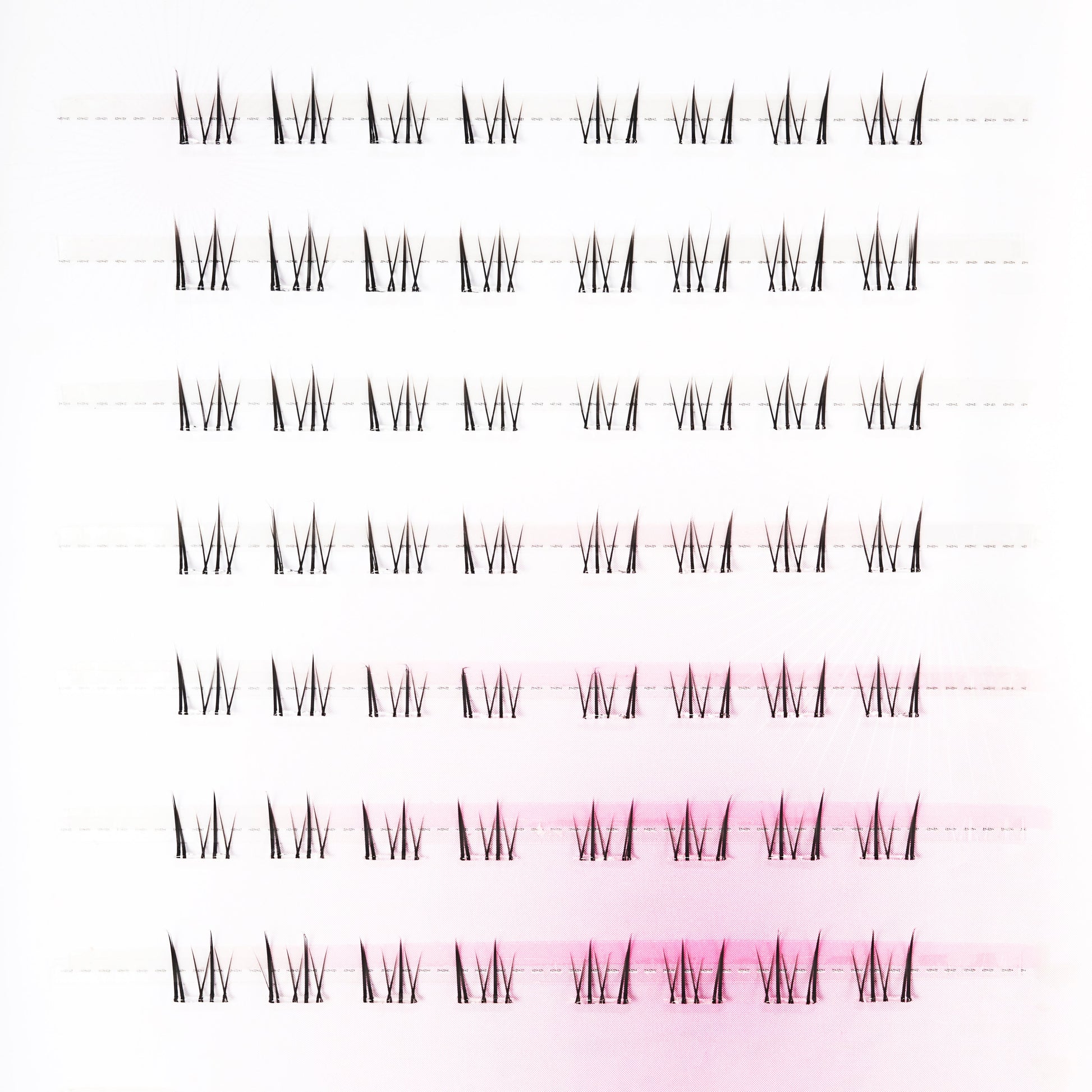 Tray of individual lash extensions arranged in neat rows on a white and pink background